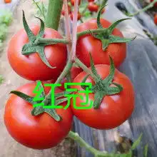 寿光市富华种业服务中心
