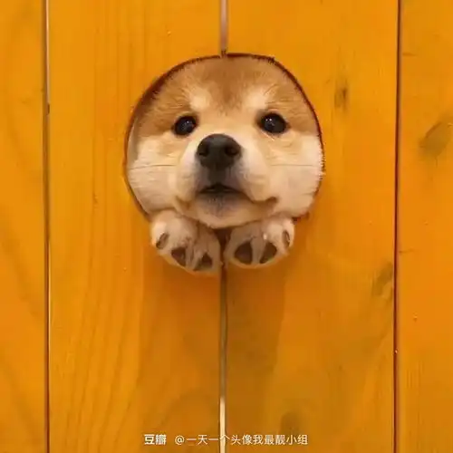 民安大道找室友
