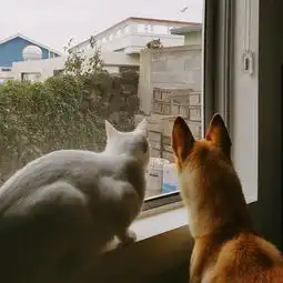 家中三宝超有爱日常
