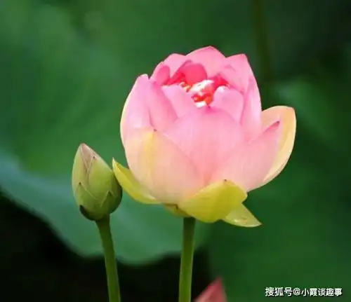 醒悟人生的经典说说,句句正能量,让人过目难忘
