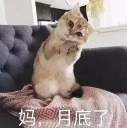 谁说吸猫毁一生,养猫穷三代不存在的
