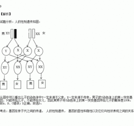 某男子将y染色体上的某一突变基因传给儿子的概率是
