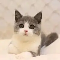 英短头像蓝白英短猫咪头像
