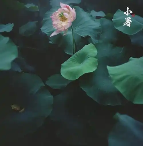 小暑静坐静心
