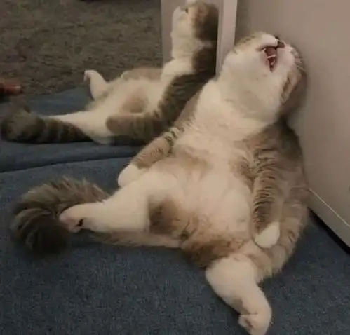 猫丑不怕巷子深,只怕长得不够丑,只能坐在巷子口
