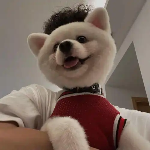 微信头像精选
