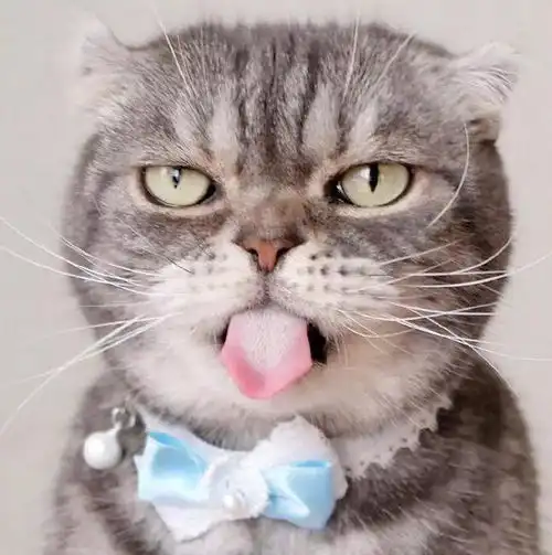 猫咪伤心的三大表现
