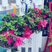 鲜花盛开,果实成熟的季节qq头像唯美意境风景高清图片98p

