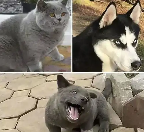 猫和狗能不能结合产生后代看到这只萌物后,我懵了
