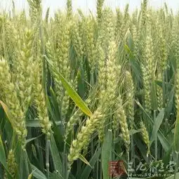 脾虚肝火旺怎么调理春夏季疏肝理气方法
