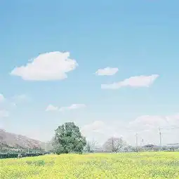 那颗红枣树
