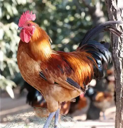 2021年运势回归,好运在望的生肖
