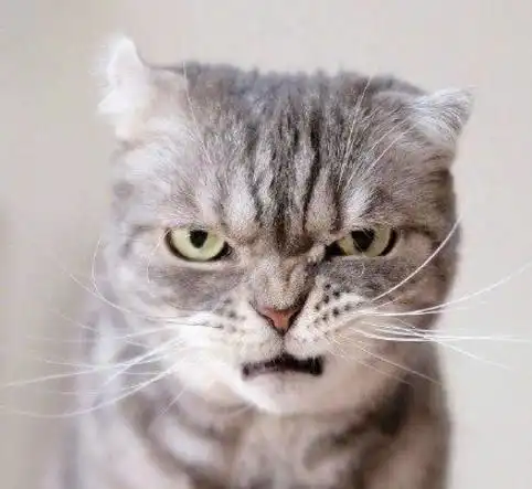 这只凶猫算得上表情猫里的代表了猫咪
