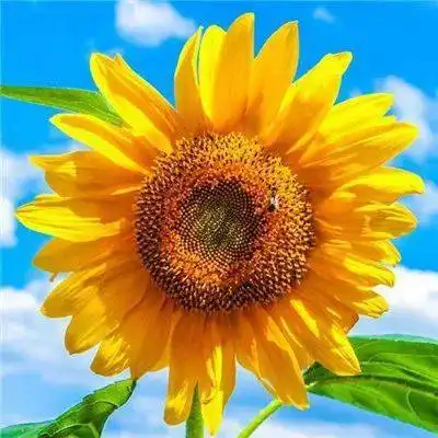 中老年头像大全吉利的好看旺运的微信头像
