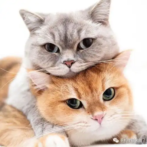 宠物头像大全萌,猫咪头像,狗狗头像高清
