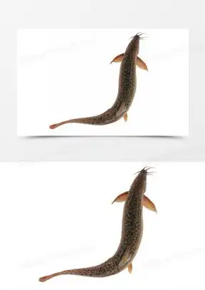 肥鲶鱼图片卡通头像大全熊猫办公
