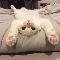 养猫就像处渣男,分分钟就会累觉不爱
