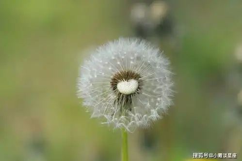 身在福中不知福的3生肖男,从不给妻子惊喜,婚后成老爷很懒惰
