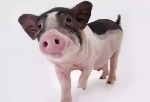 属猪人生在几月,下半年好运将至,扭转乾坤,事业旺旺的
