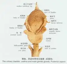 前列腺
