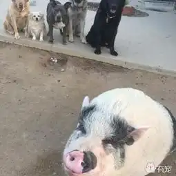 狗兄弟养了只猪弟弟,它们甚至成立了组合f6
