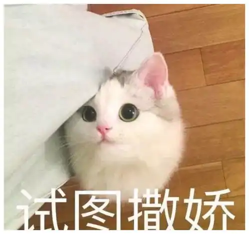 新手养猫技巧如何避开渣男骗局,买到健康又粘人的猫咪
