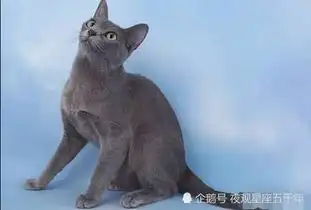 十二星座专属幸运猫,白羊座楚楚可怜波斯猫,射手座挪威森林
