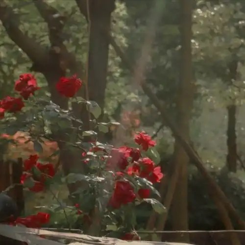 鲜花背景图浪漫永不过时,总有人手捧鲜花为你而来

