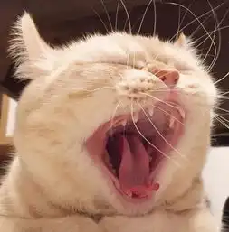 你见过,奶凶的猫猫吗

