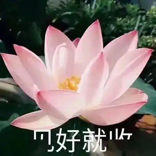 真实经历幼升小择校三连击,升学成大型凡尔赛现场,看完花式晒娃我佛了
