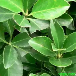 黄杨图片黄杨介绍黄杨品种动植物

