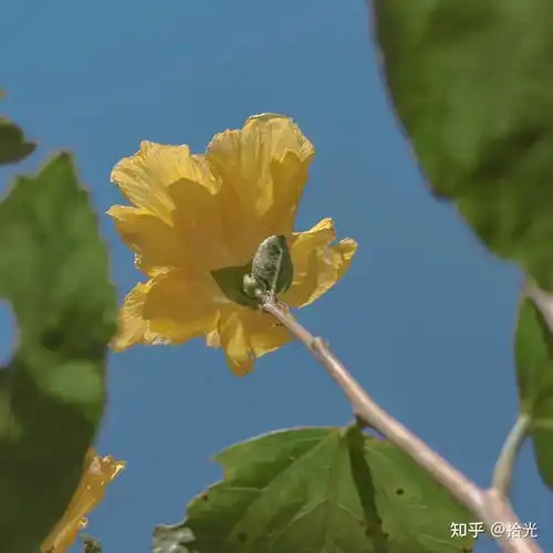 温柔清新背景图安静的背景图片淡雅唯美温柔到爆的神仙背景图阳光真好夏天可爱生活有所期待
