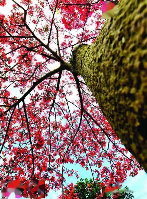 今整个樟木头美爆了太美了看着就幸福
