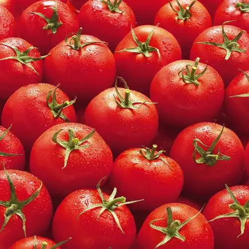 老舍的西红柿维生素热与民国时期的花样番茄食谱
