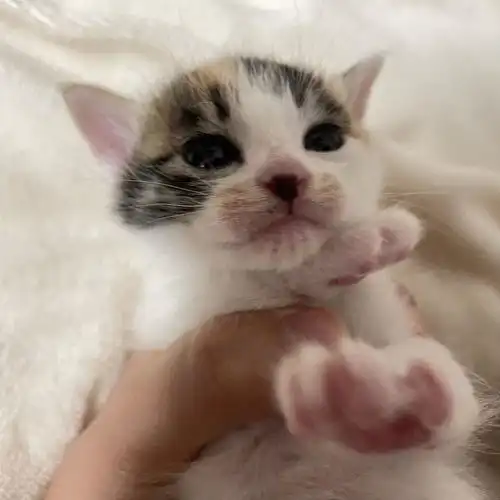 坐标重庆真的很纠结猫该何去何从因为男朋友说
