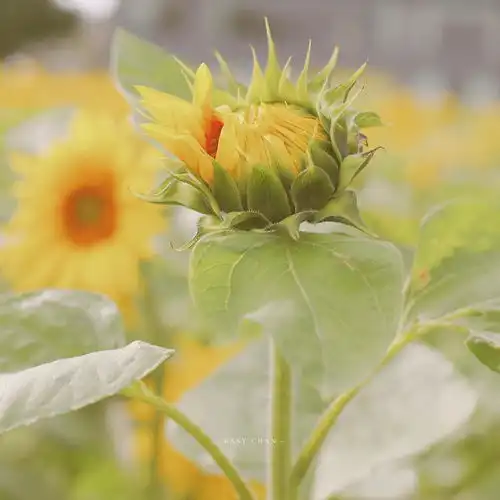 情侣南路的向日葵,开花了
