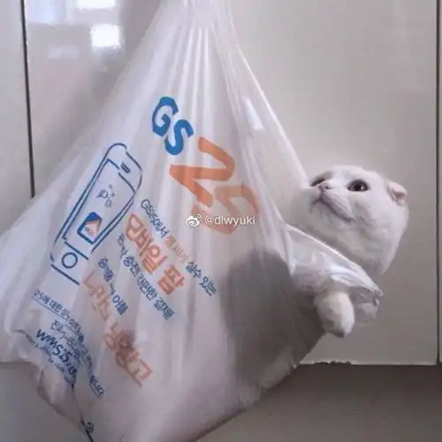 为什么猫不能做微信头像
