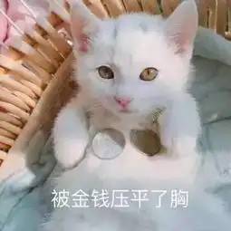 爆笑吸猫竟然还有这样功效
