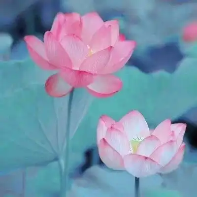 老人微信荷花头像图片,做微信头像最漂亮莲花的图片
