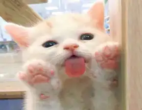 见买家进店,滞销多月的猫咪费尽心思推销自己这姿势不心动吗
