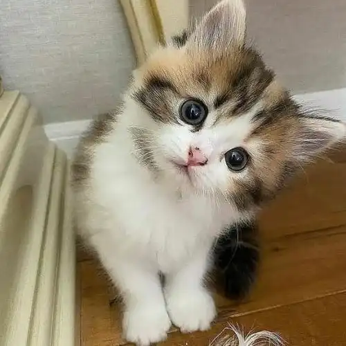 被橘猫碰瓷,男孩选择收养它,12年后画风太甜啦
