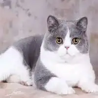 英短头像蓝白英短猫咪头像
