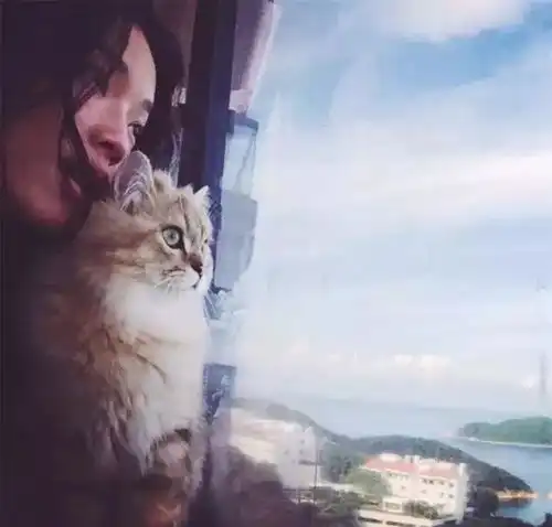 舒淇我对猫严重过敏,但我坚持养猫
