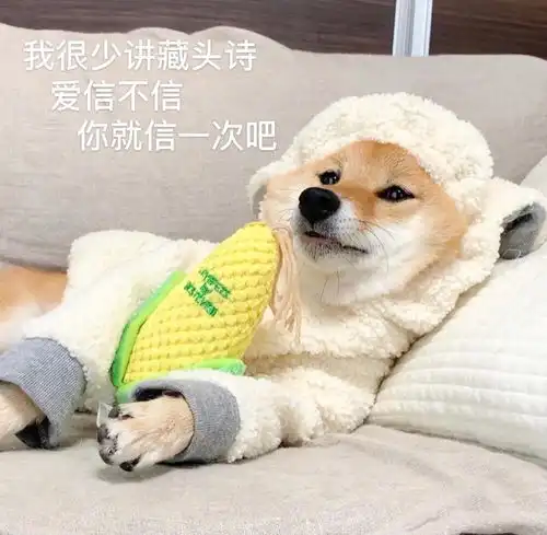 舔狗日记4月16日风和日丽
