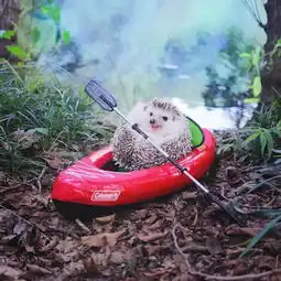 日本网红小刺猬满足你的童话生活
