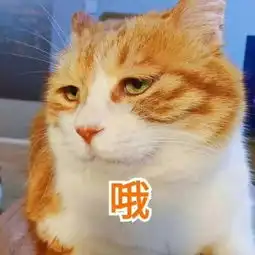 越来越多的年轻人都已猫狗双全了
