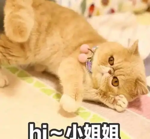 你的一生躲得过渣男,却未必躲得过渣猫