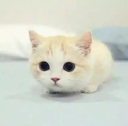 养猫,就像和渣男谈恋爱