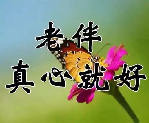 早上好,这24句话24首歌24张图太美了,放到圈子里,朋友们会爱死你的
