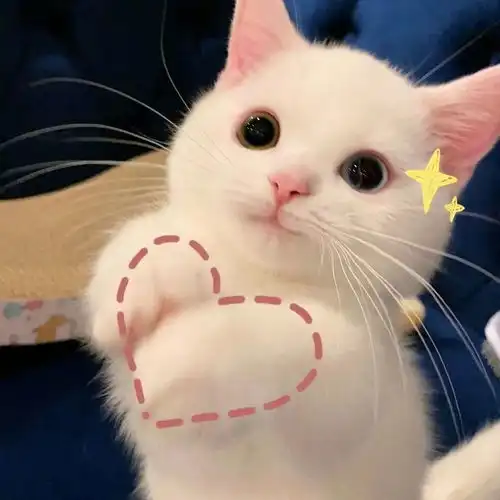 萌宠头像可爱猫咪,在线卖萌
